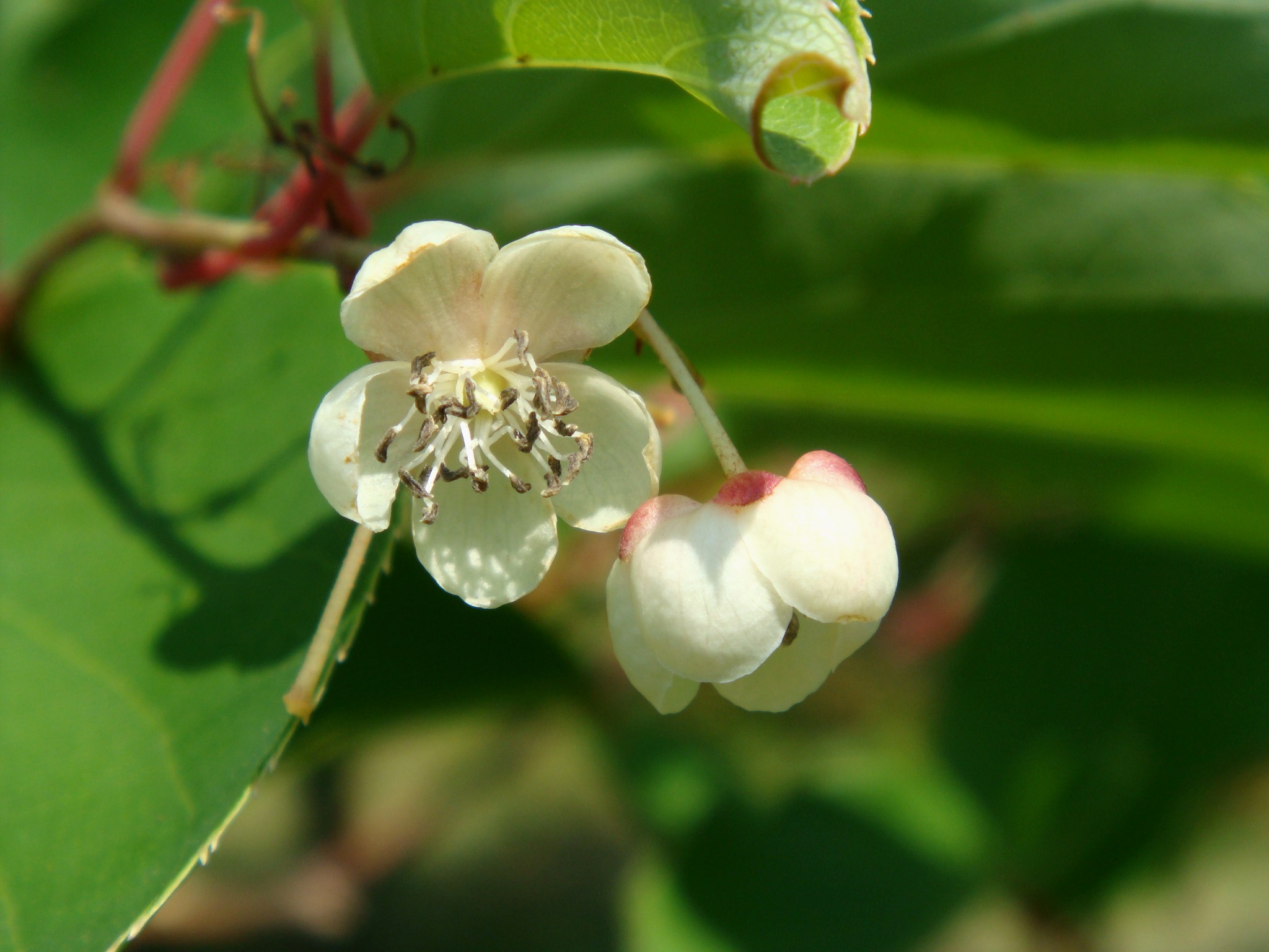 Actinidia Rufa (Siebold & Zuccarini) Planchon Ex Miquel